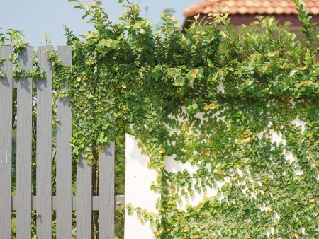 Ficus Pumila Creeping Fig Vine Fashion