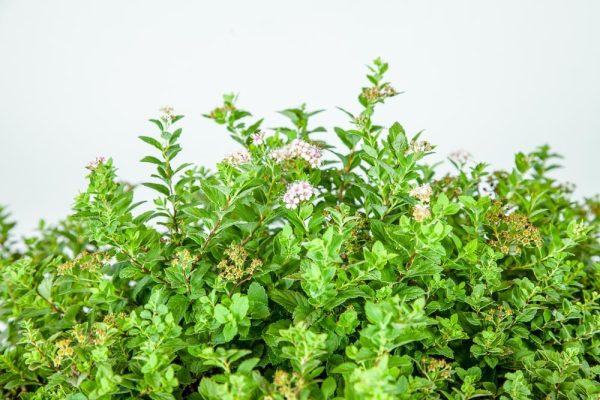 Little Princess Spirea Shrub Supply