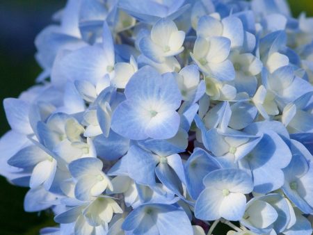 Endless Summer® The Original Reblooming Hydrangea Online