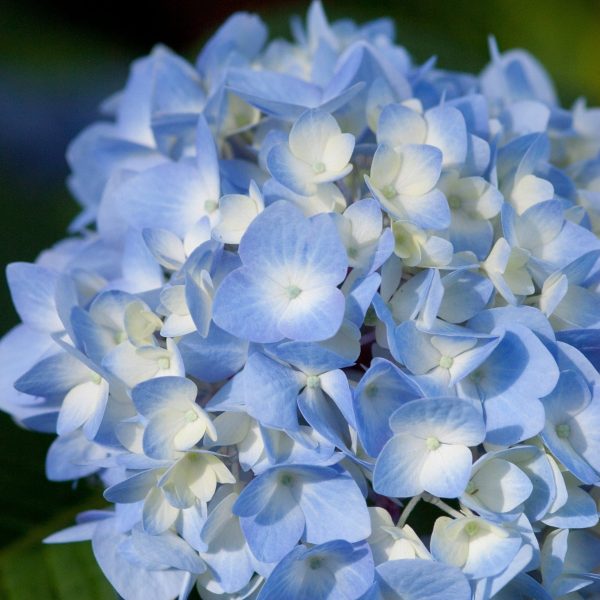 Endless Summer® The Original Reblooming Hydrangea Online