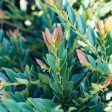 Coppertone Distylium Plant Cheap