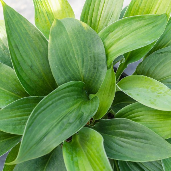 Hosta Blue Angel Plant For Sale