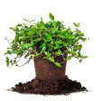 Asiatic Jasmine Shrub Online