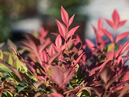 Obsession Nandina Shrub Online now