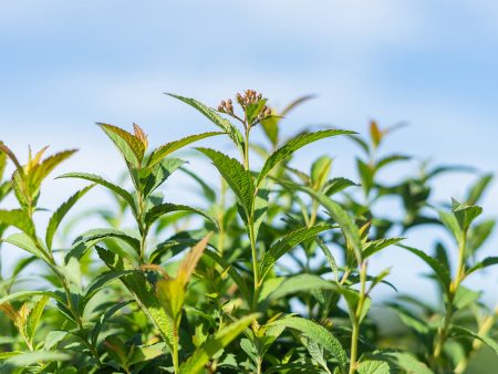 Neon Flash Spirea Shrub Cheap