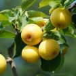 Shinseiki Asian Pear Tree Discount