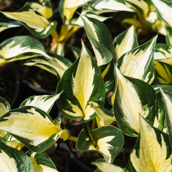 Hosta Fire and Ice Shrub For Cheap