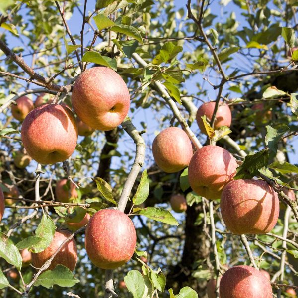 Red Fuji Apple Tree Discount