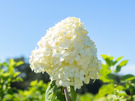 Limelight Hydrangea Multi Trunk Tree Online now