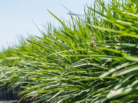 Creeping Lilyturf Liriope Spicata Cheap