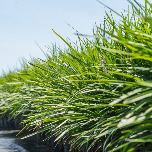 Creeping Lilyturf Liriope Spicata Cheap