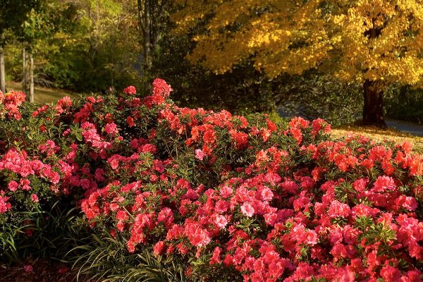 Autumn Empress® Encore® Azalea Shrub Online Hot Sale