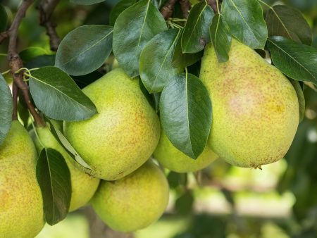 Flordahome Pear Tree Discount