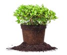 Dwarf Indian Hawthorn Shrub For Sale