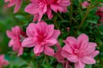 Autumn Empress® Encore® Azalea Shrub Online Hot Sale