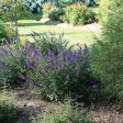 Blue Chip Lo and Behold® Butterfly Bush Online now