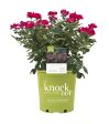 Red Knock Out® Rose Bush Online Sale