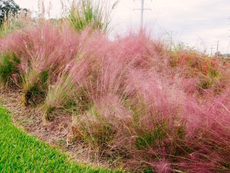 Dwarf Pink Muhly Grass Shrub Online Hot Sale