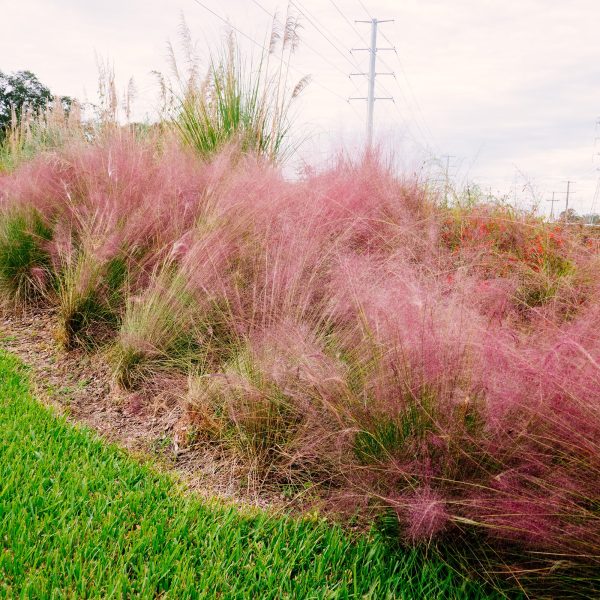 Dwarf Pink Muhly Grass Shrub Online Hot Sale