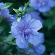 Hibiscus Blue Chiffon Rose of Sharon Hot on Sale