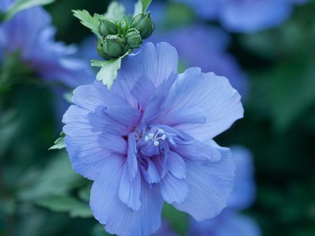 Hibiscus Blue Chiffon Rose of Sharon Hot on Sale