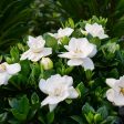 Steady as She Goes® Gardenia Bush Fashion