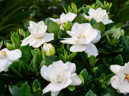 Steady as She Goes® Gardenia Bush Fashion