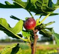 Chicago Hardy Fig Tree Fashion