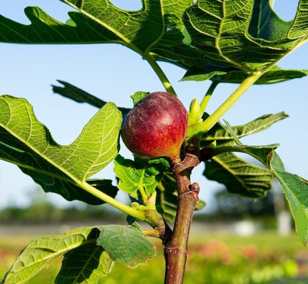 Chicago Hardy Fig Tree Fashion