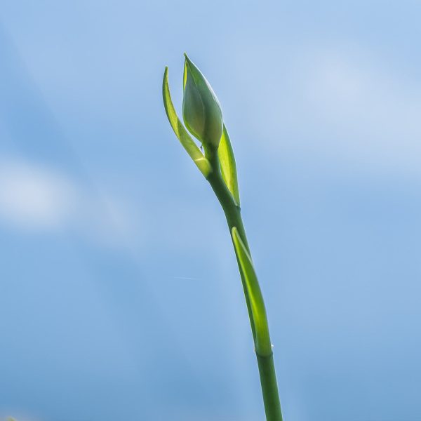 Hosta Blue Angel Plant For Sale