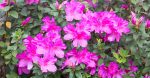 Lavender Formosa Azalea Shrub Online Sale