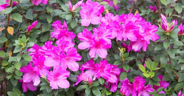 Lavender Formosa Azalea Shrub Online Sale