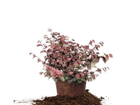 Loropetalum Zhuzhou Chinese Fringe Flower Shrub Online Hot Sale