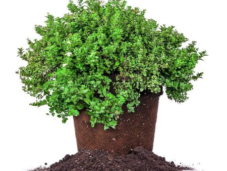 Little Princess Spirea Shrub Supply