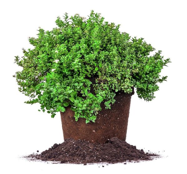 Little Princess Spirea Shrub Supply