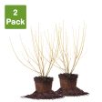 Yellow Twig Dogwood Shrub Online Sale