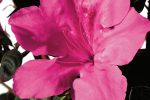 Autumn Sangria® Encore® Azalea Shrub Sale