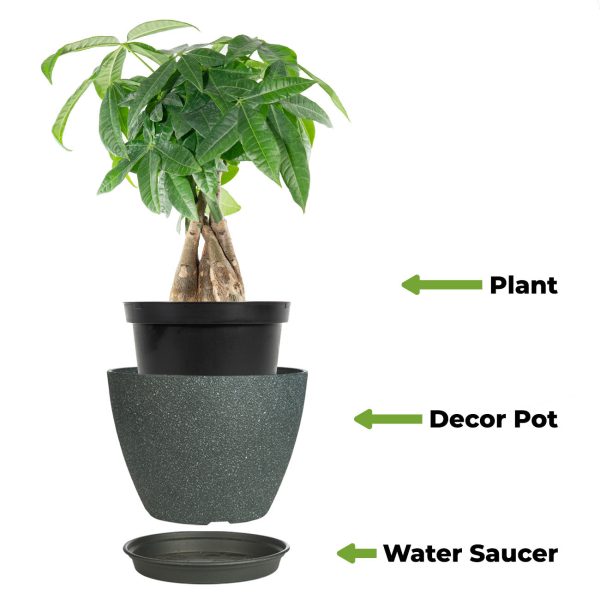 Money Tree Plant Online Hot Sale