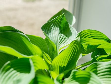 Hosta Elegans Shrub For Sale