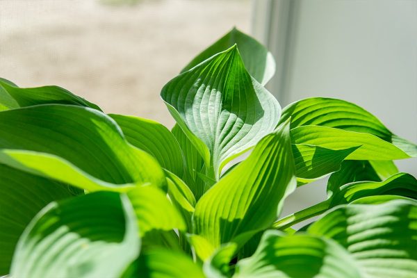 Hosta Elegans Shrub For Sale