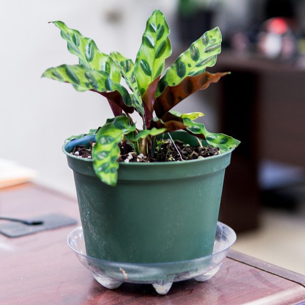 Calathea Rattlesnake Plant For Cheap