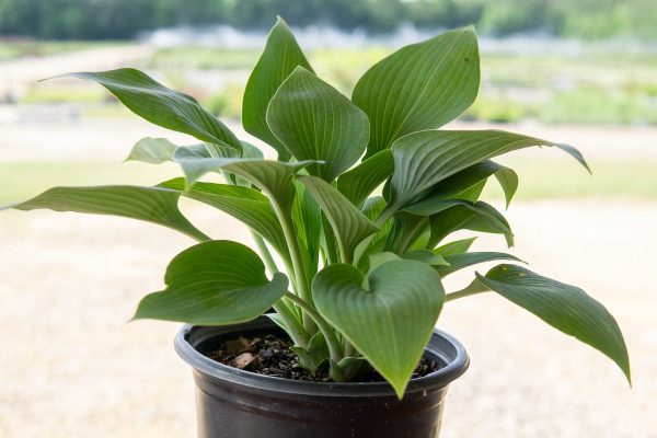 Hosta Halcyon Shrub on Sale