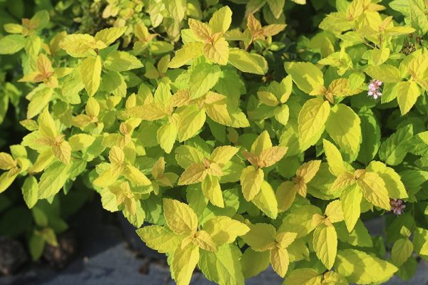 Goldmound Spirea Shrub For Cheap