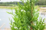 Leyland Cypress Tree Discount