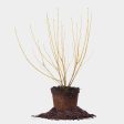 Yellow Twig Dogwood Shrub Online Sale