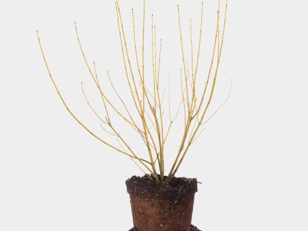 Yellow Twig Dogwood Shrub Online Sale