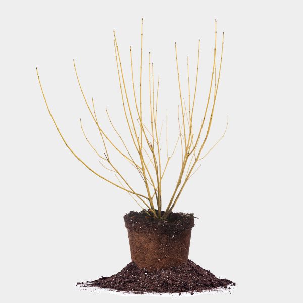 Yellow Twig Dogwood Shrub Online Sale