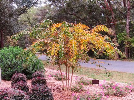 Natchez Crape Myrtle Tree Sale