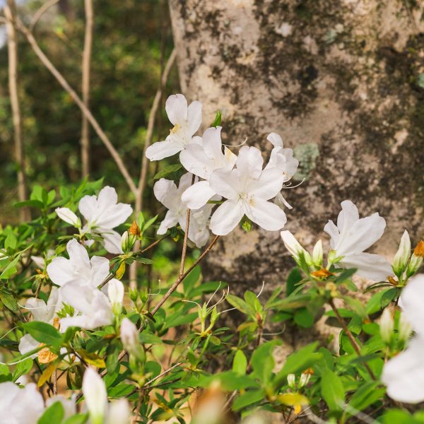 GG Gerbing Azalea Shrub For Discount