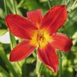 Pardon Me Daylily Shrub For Cheap